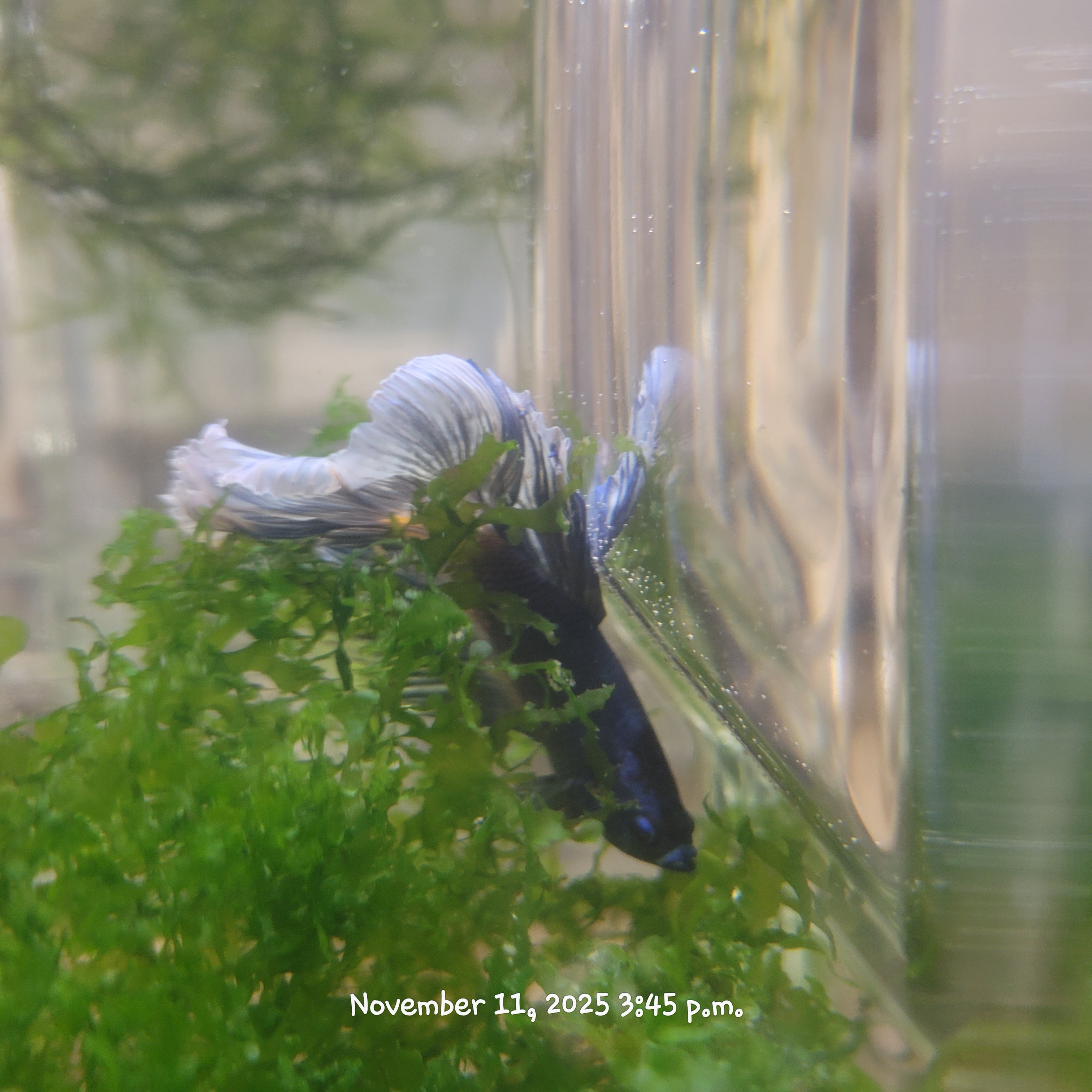 Betta Fish (Subject - B28)
