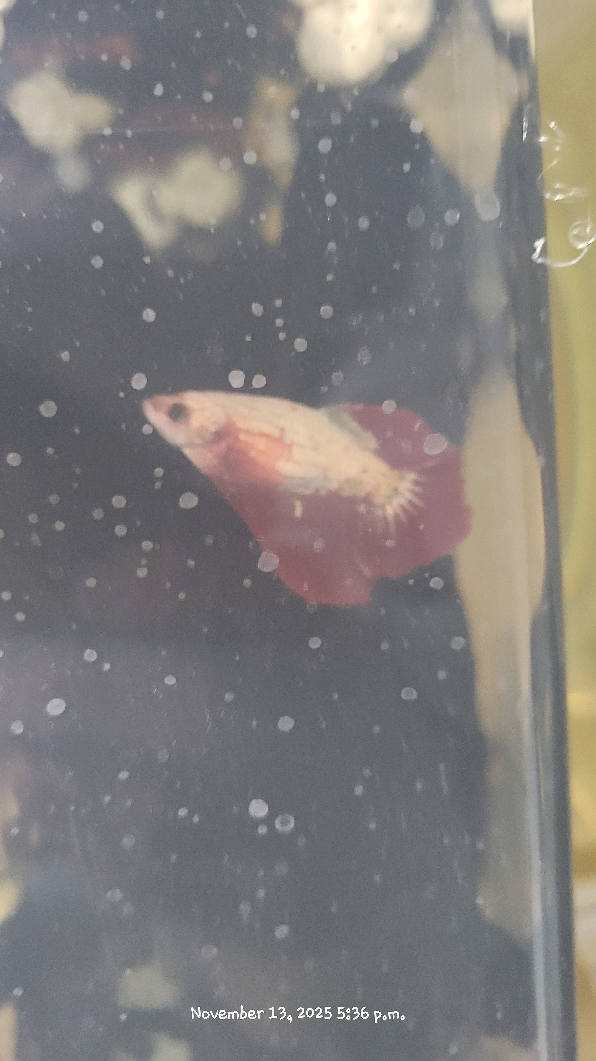 Female Betta Fish (Half-Moon)