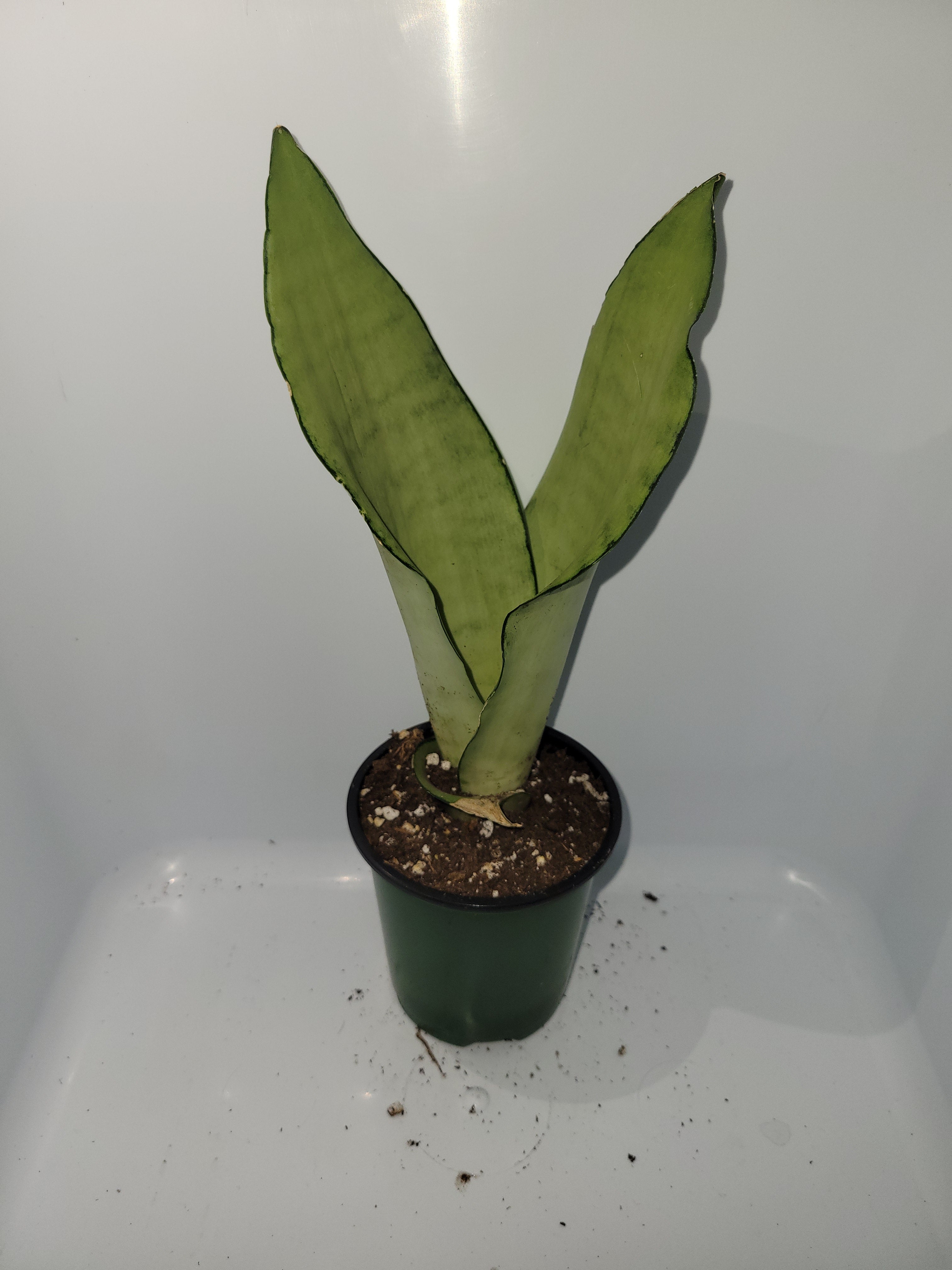 Snake Plant Moonshine