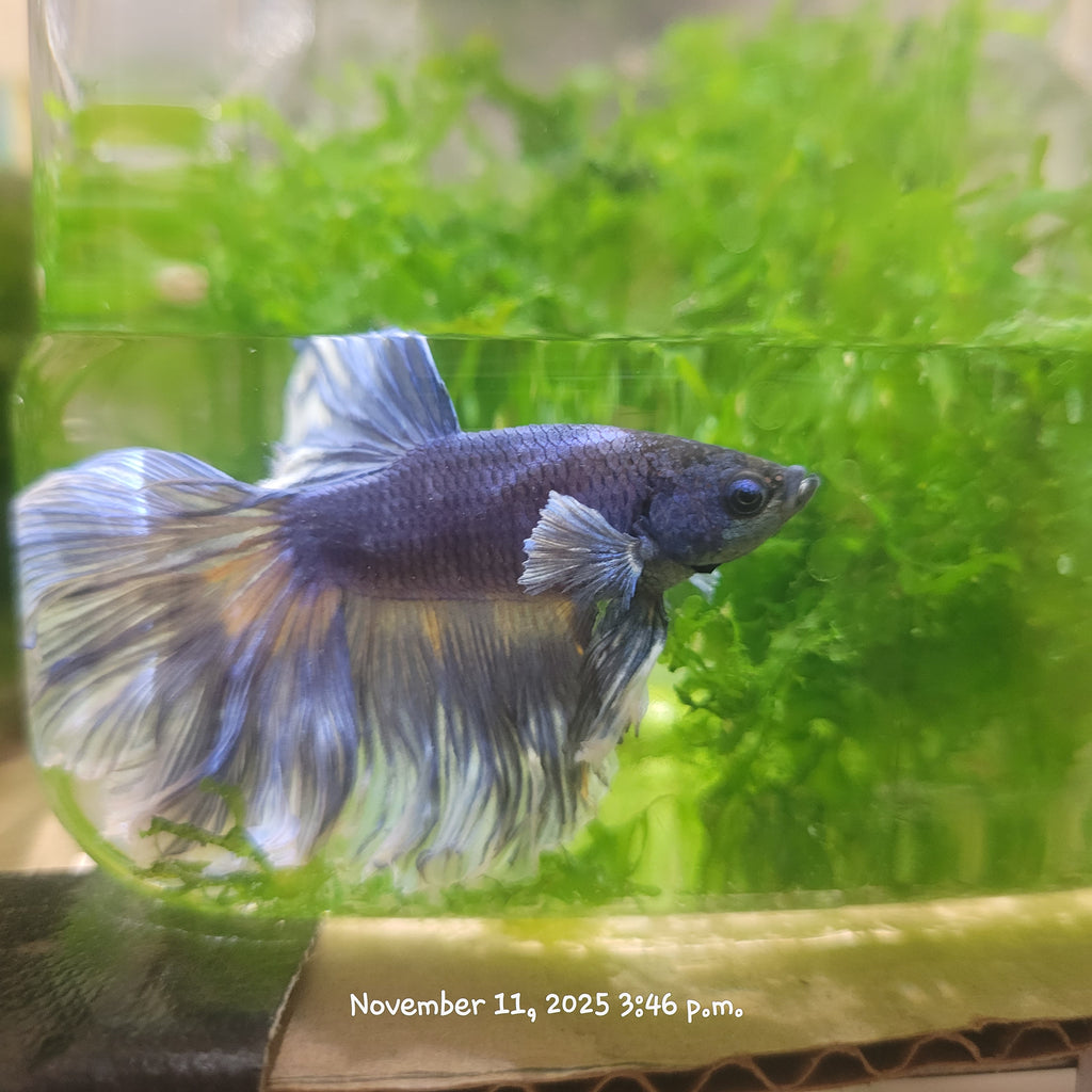 Betta Fish (Subject - B28)