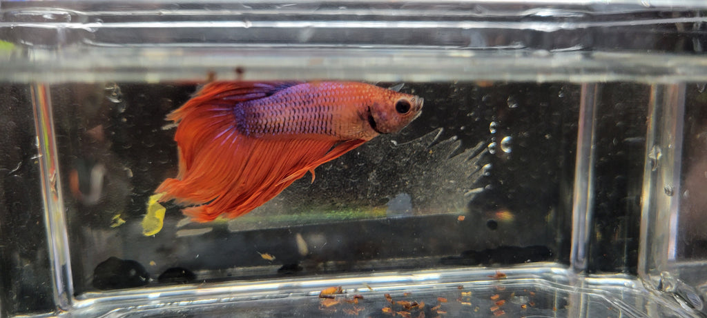 Betta Fish (B36) - Male Veiltail