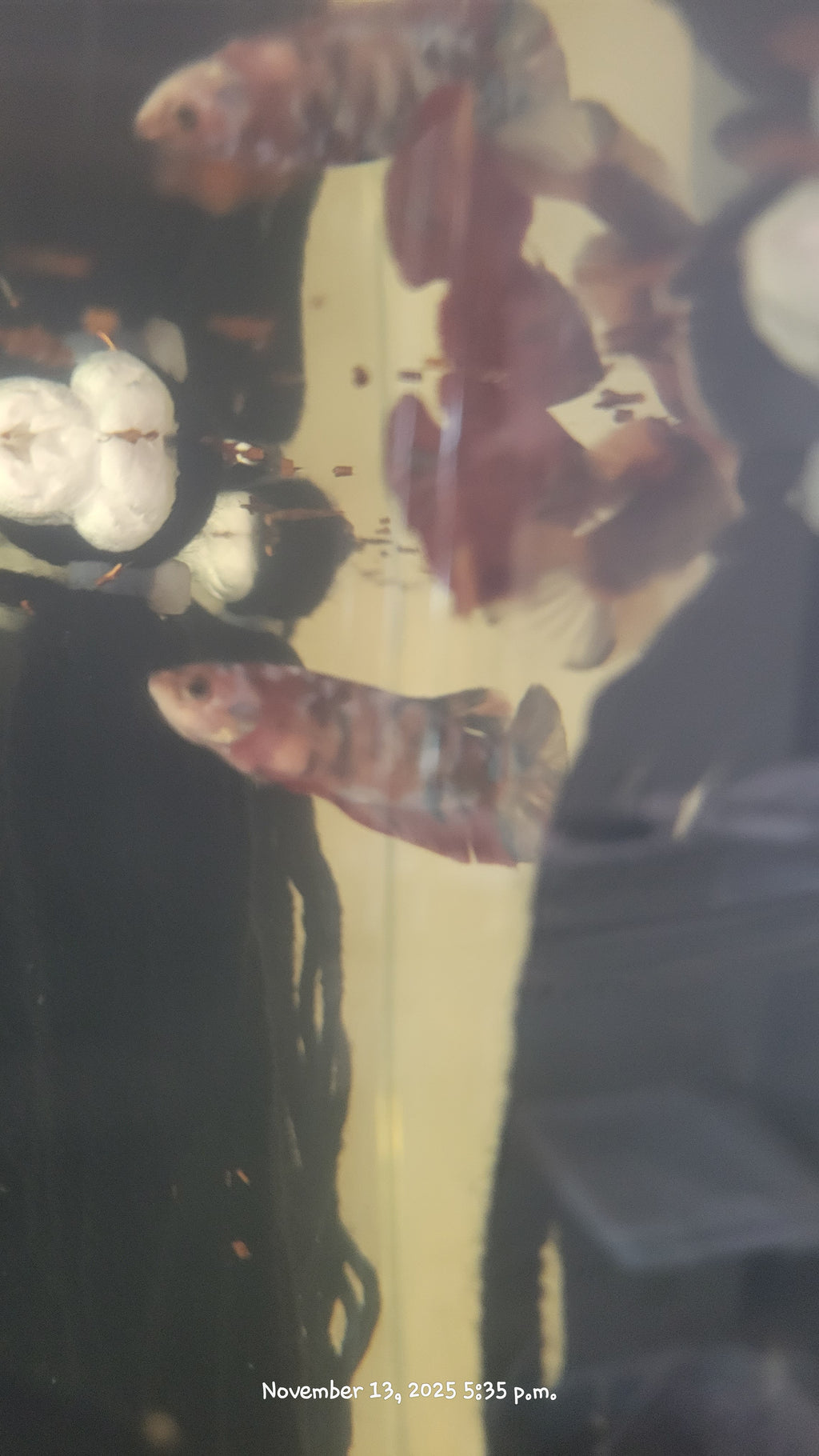 Female Betta Fish (Koi)