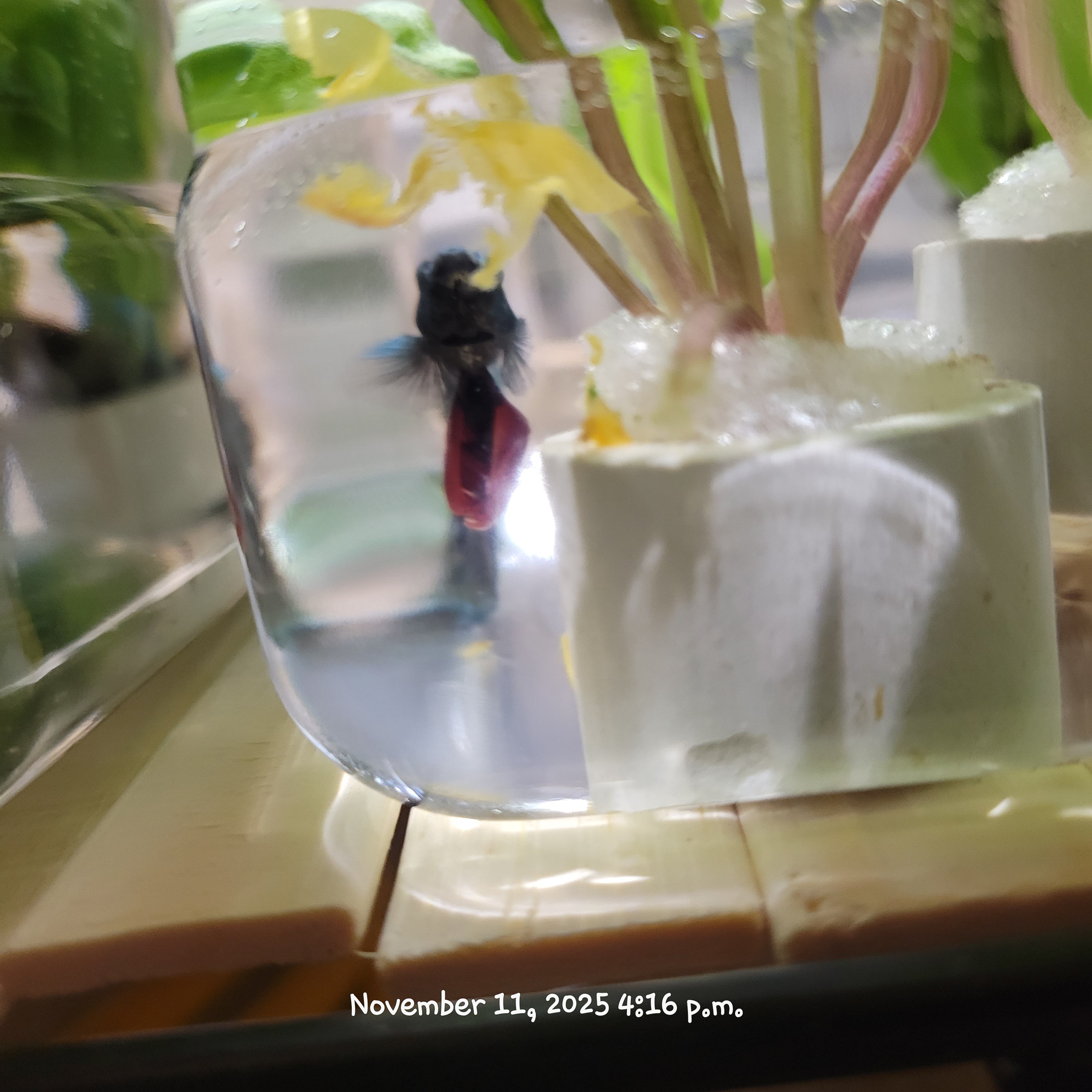 Betta Fish (Subject - B46)