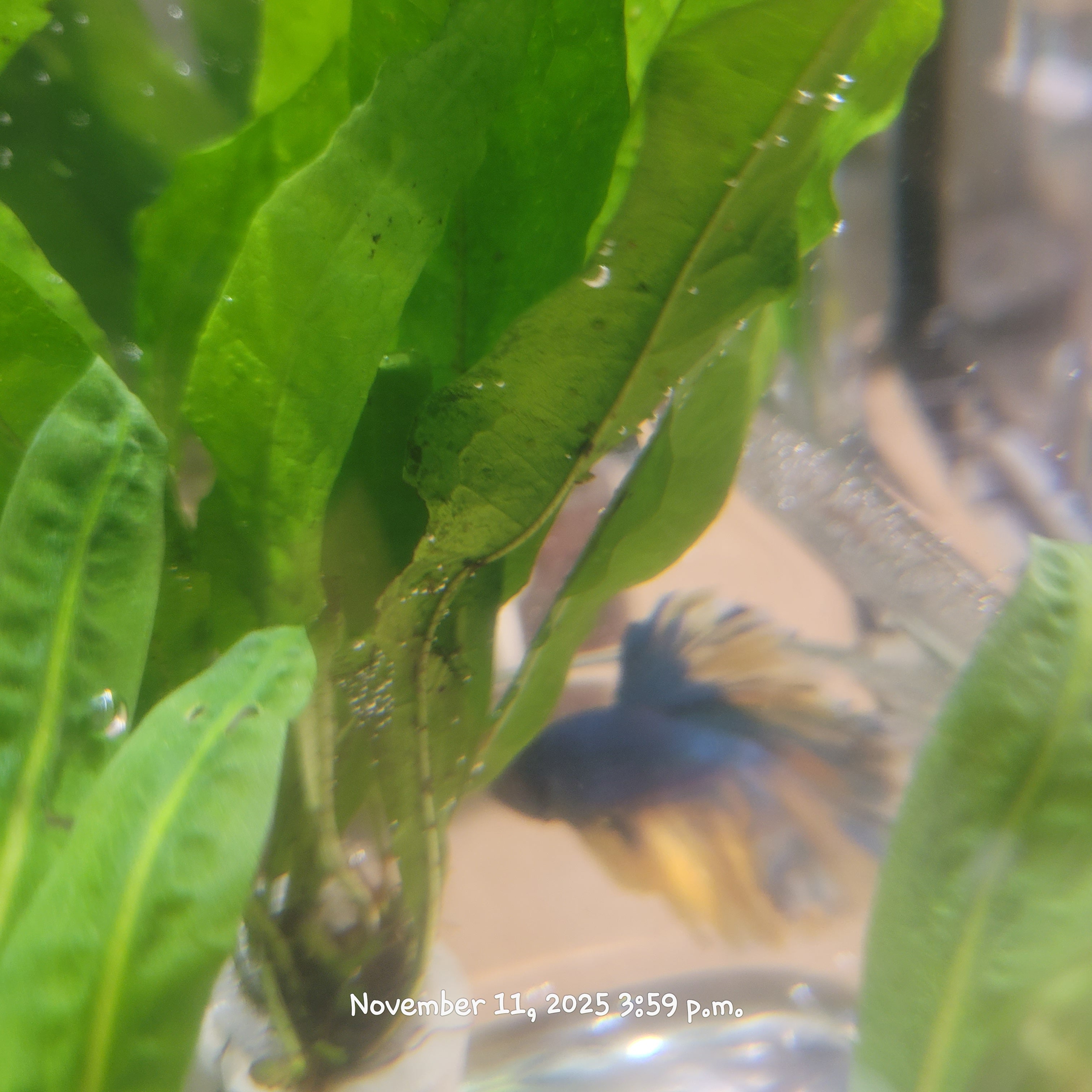 Betta Fish (Subject - B37)