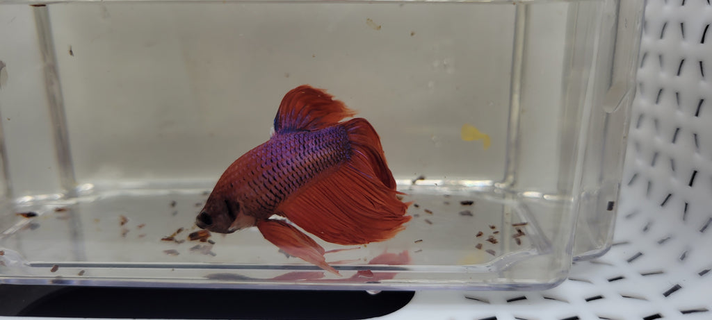 Betta Fish (B36) - Male Veiltail