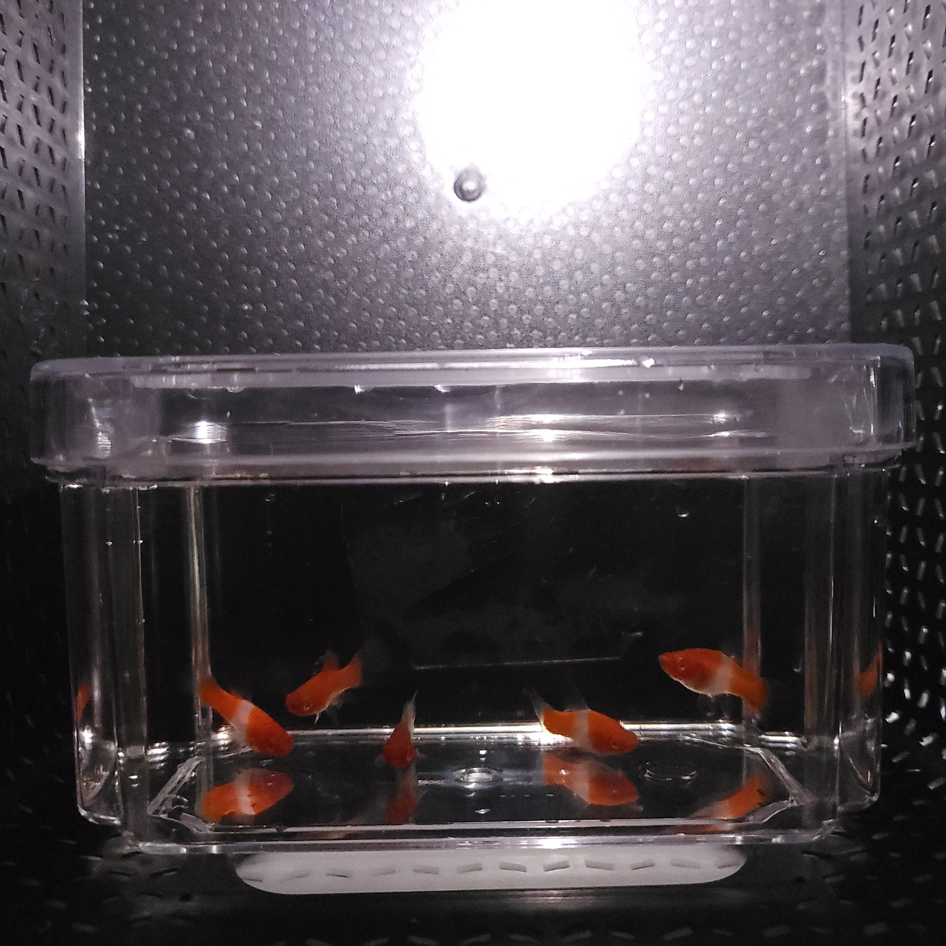 Kohaku Koi Swordtail