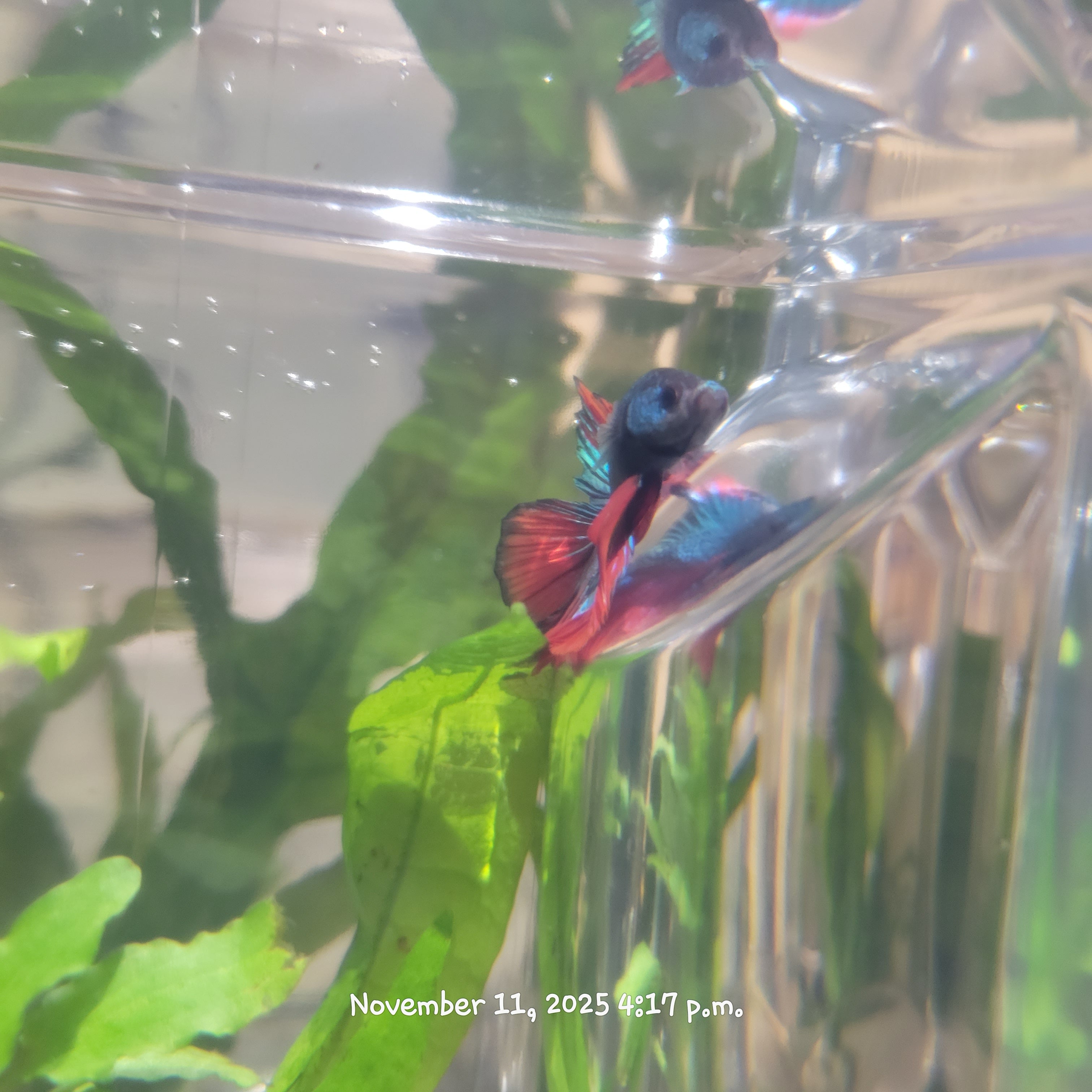 Betta Fish (Subject - B35)