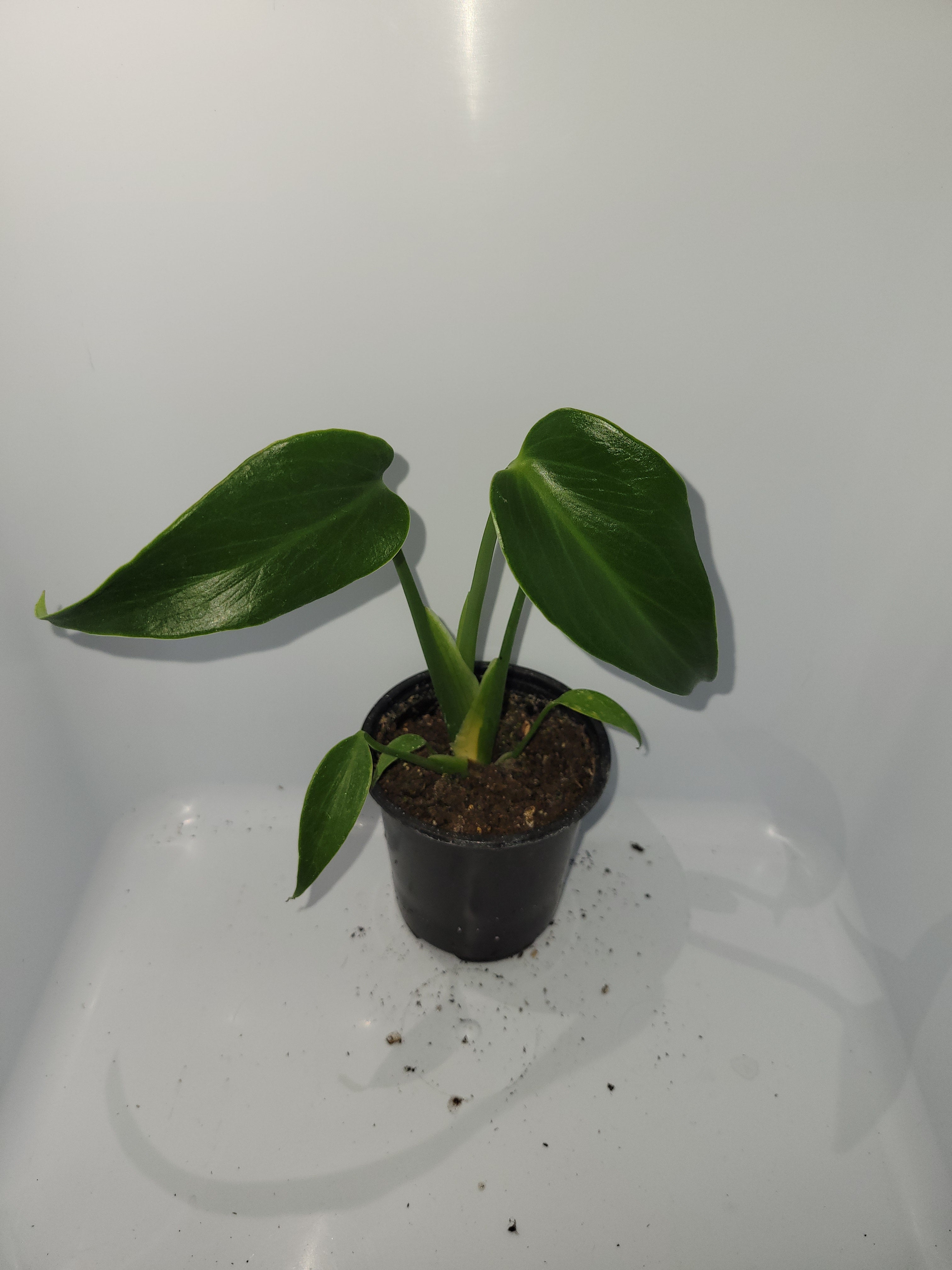 Monstera Burle Marx