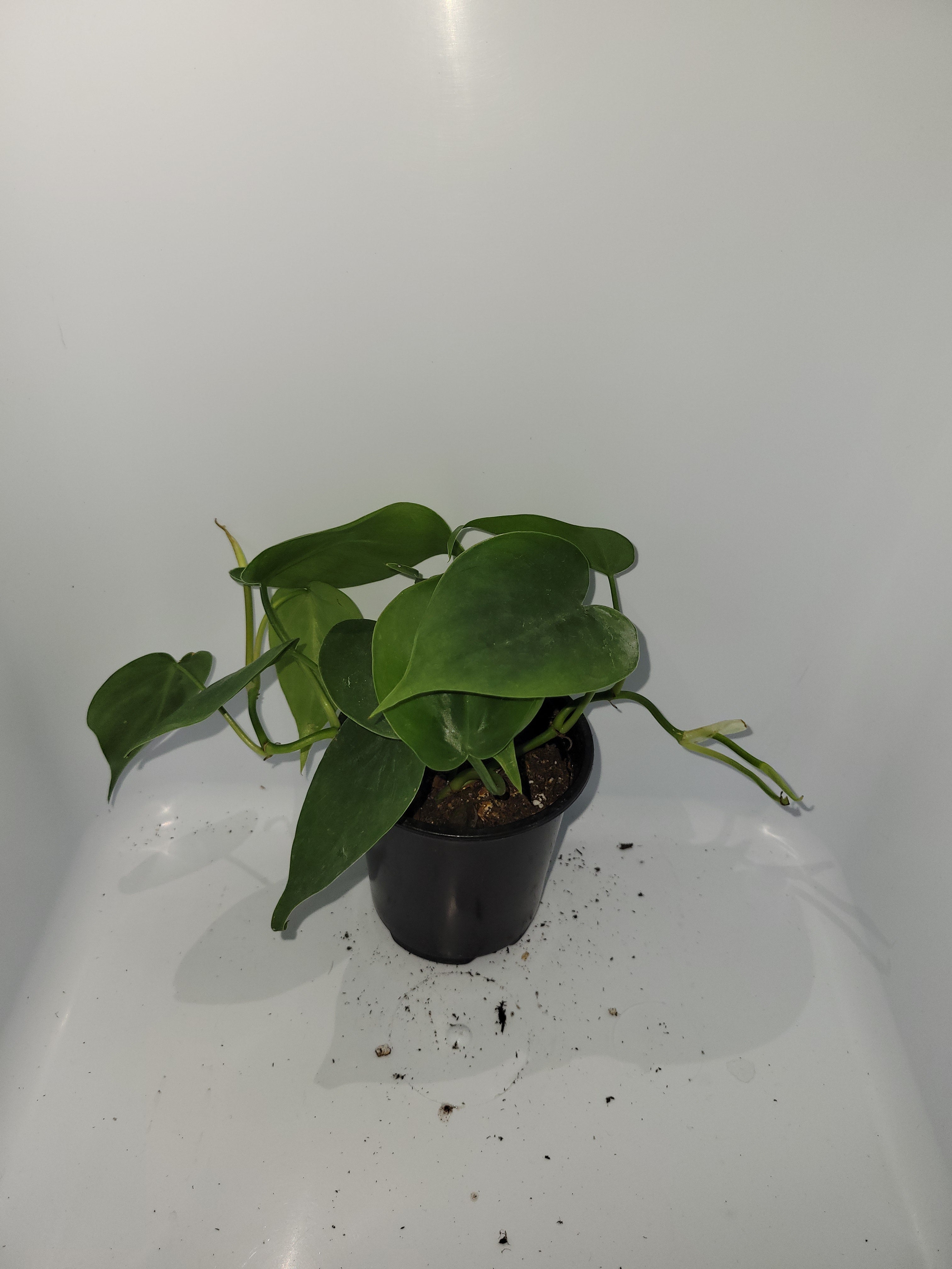 Philodendron Cordatum Green