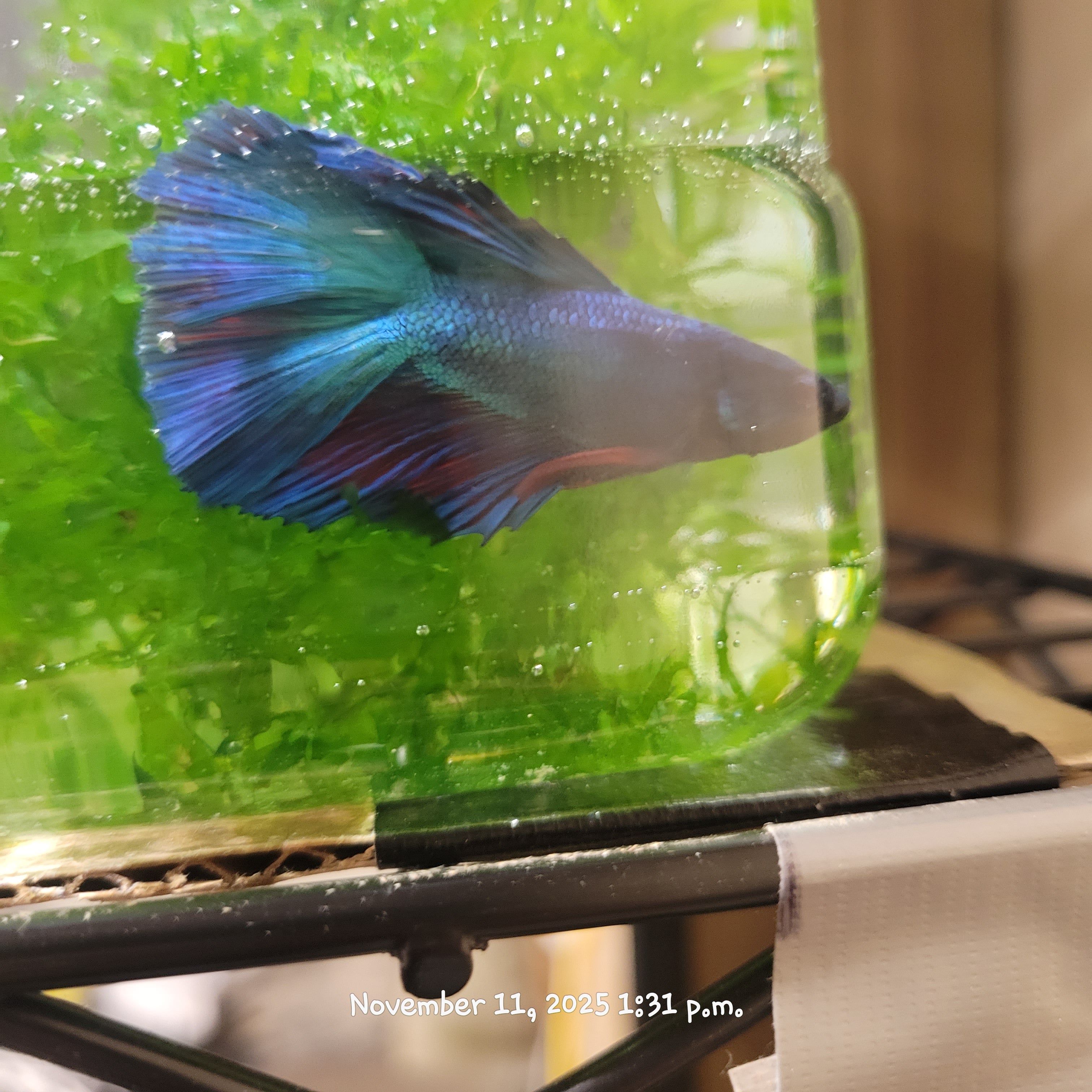 Betta Fish (Subject - B6)