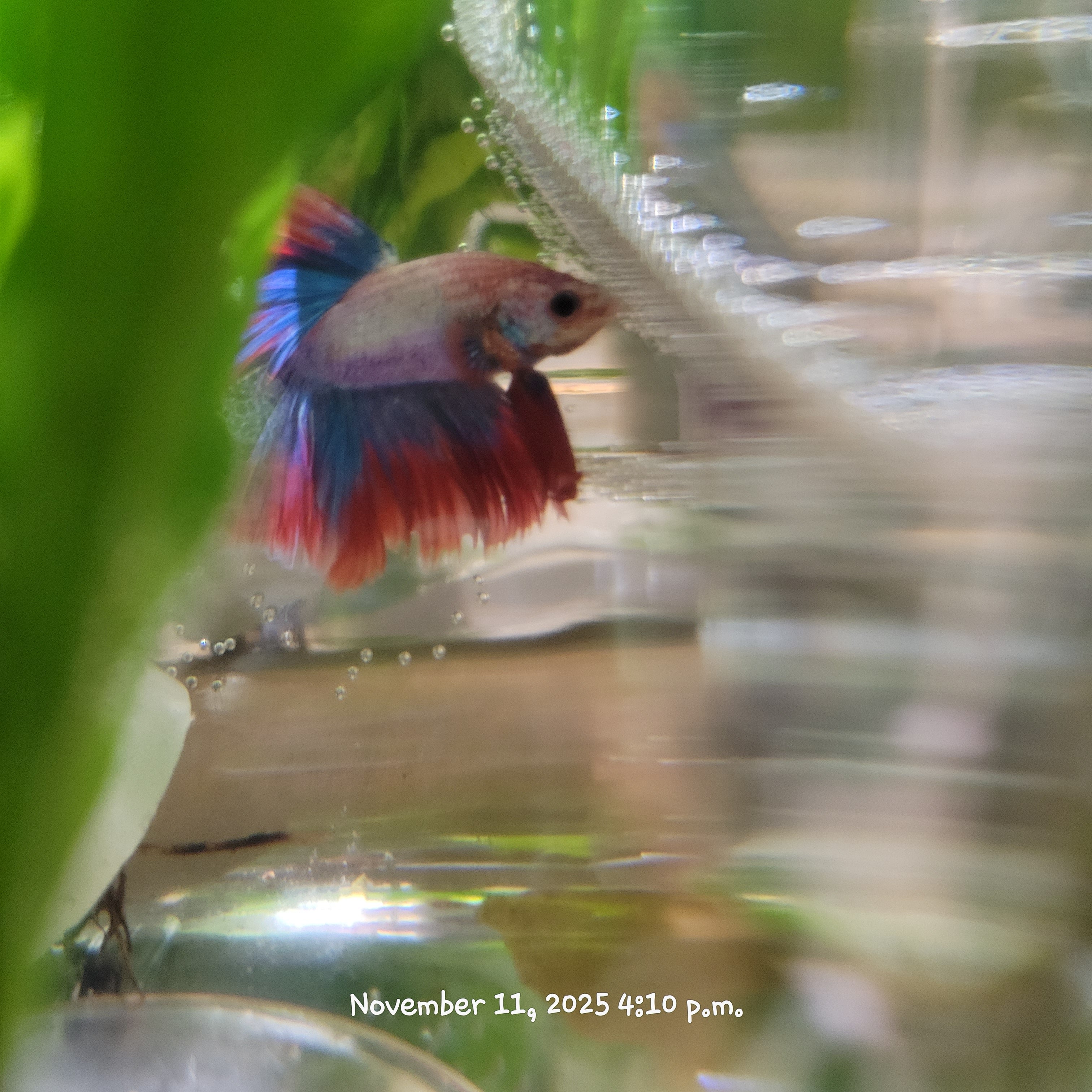 Betta Fish (Subject - B40)