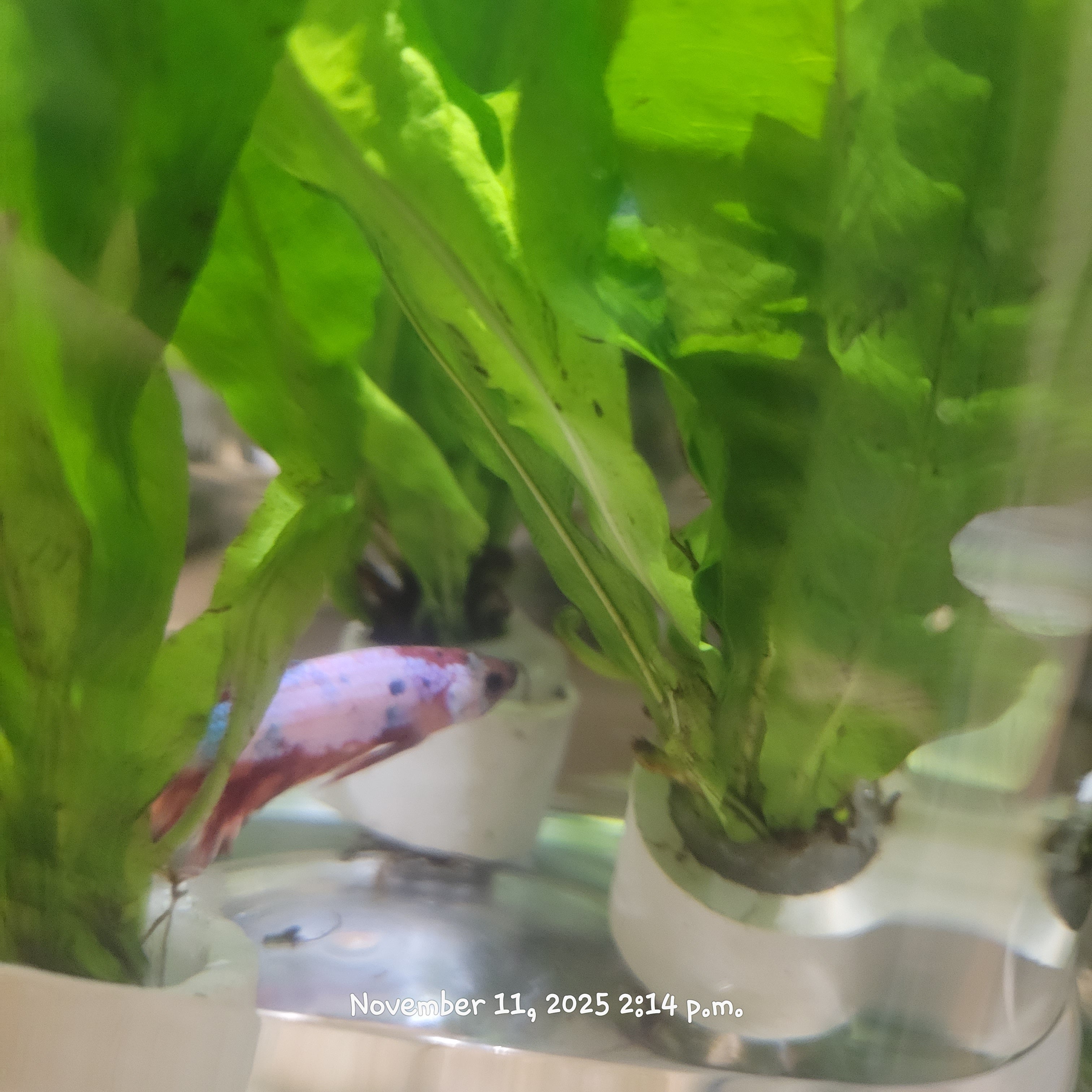 Betta Fish (Subject - B16)