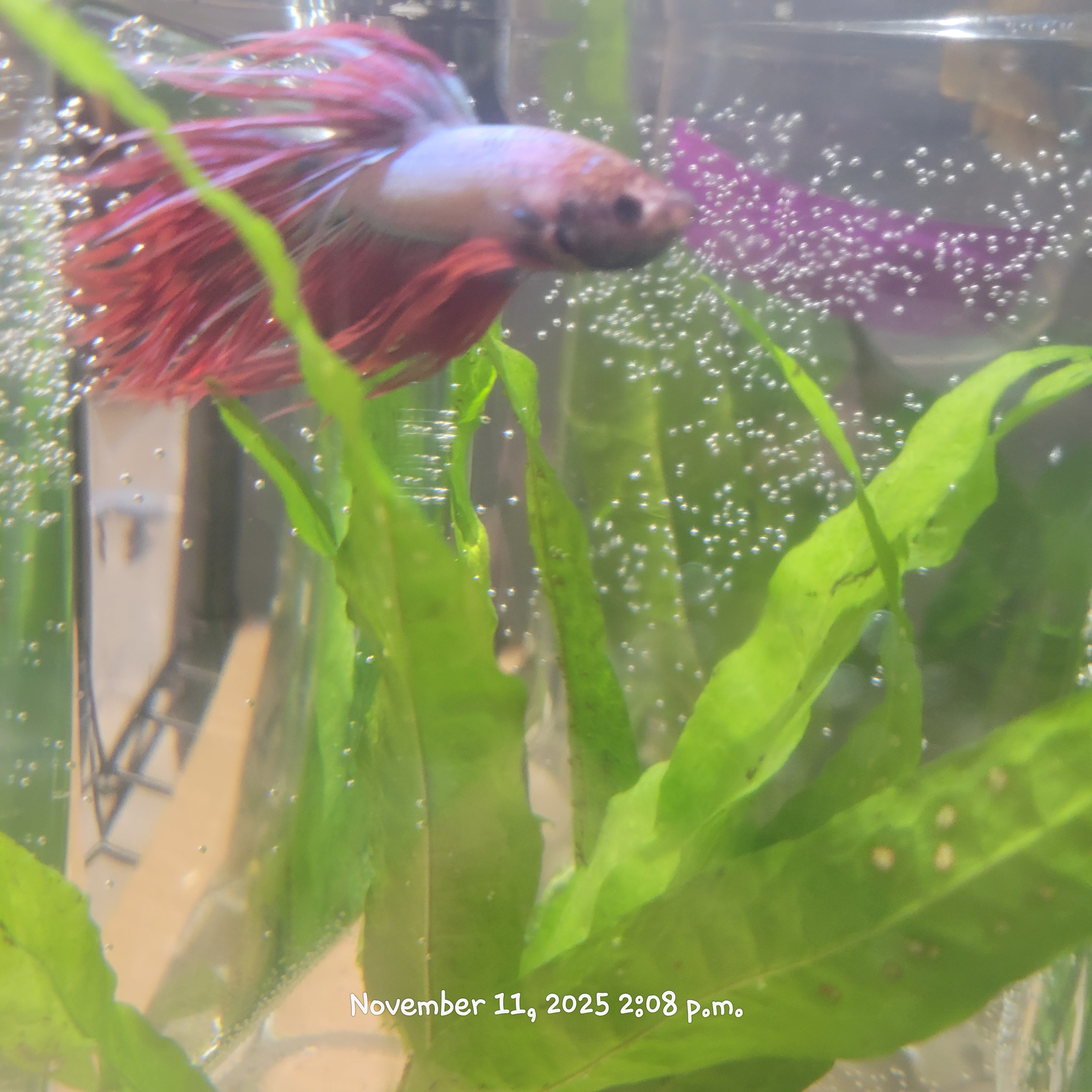 Betta Fish (Subject - B13)