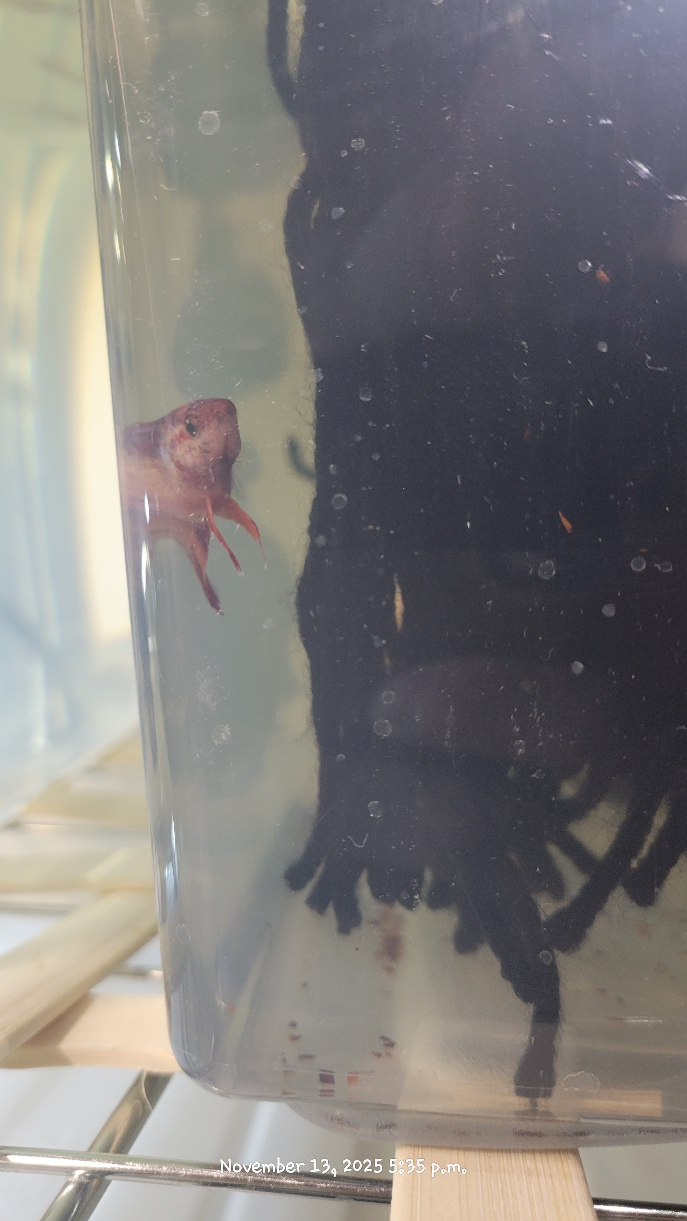 Female Betta Fish (Koi)