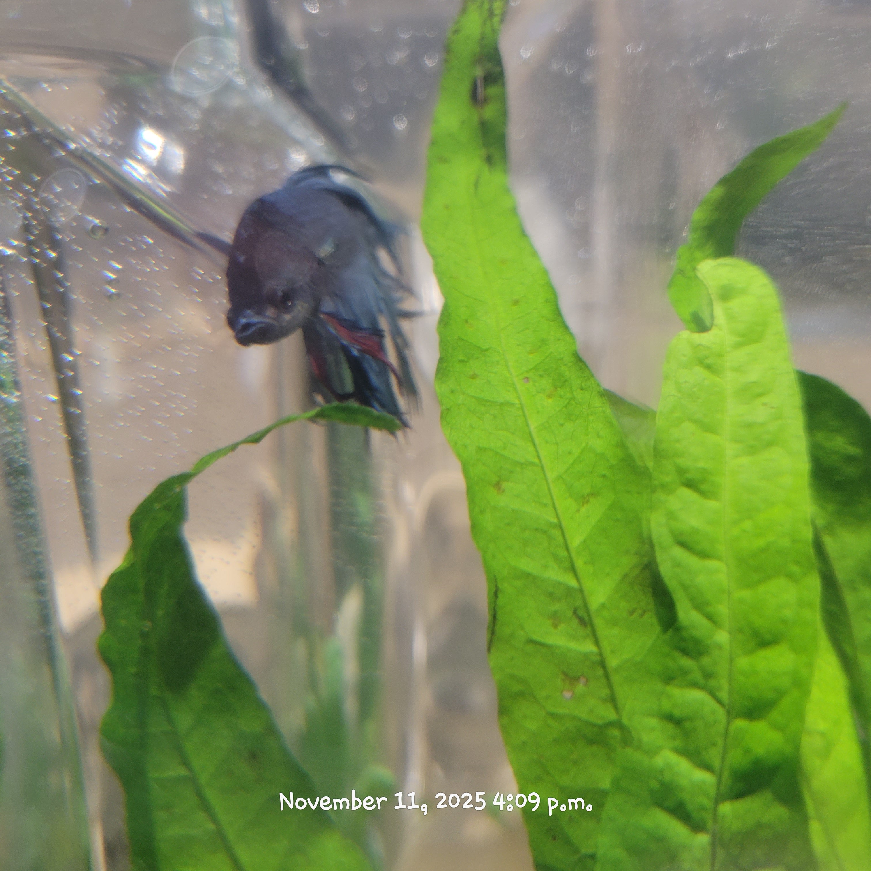 Betta Fish (Subject - B45)