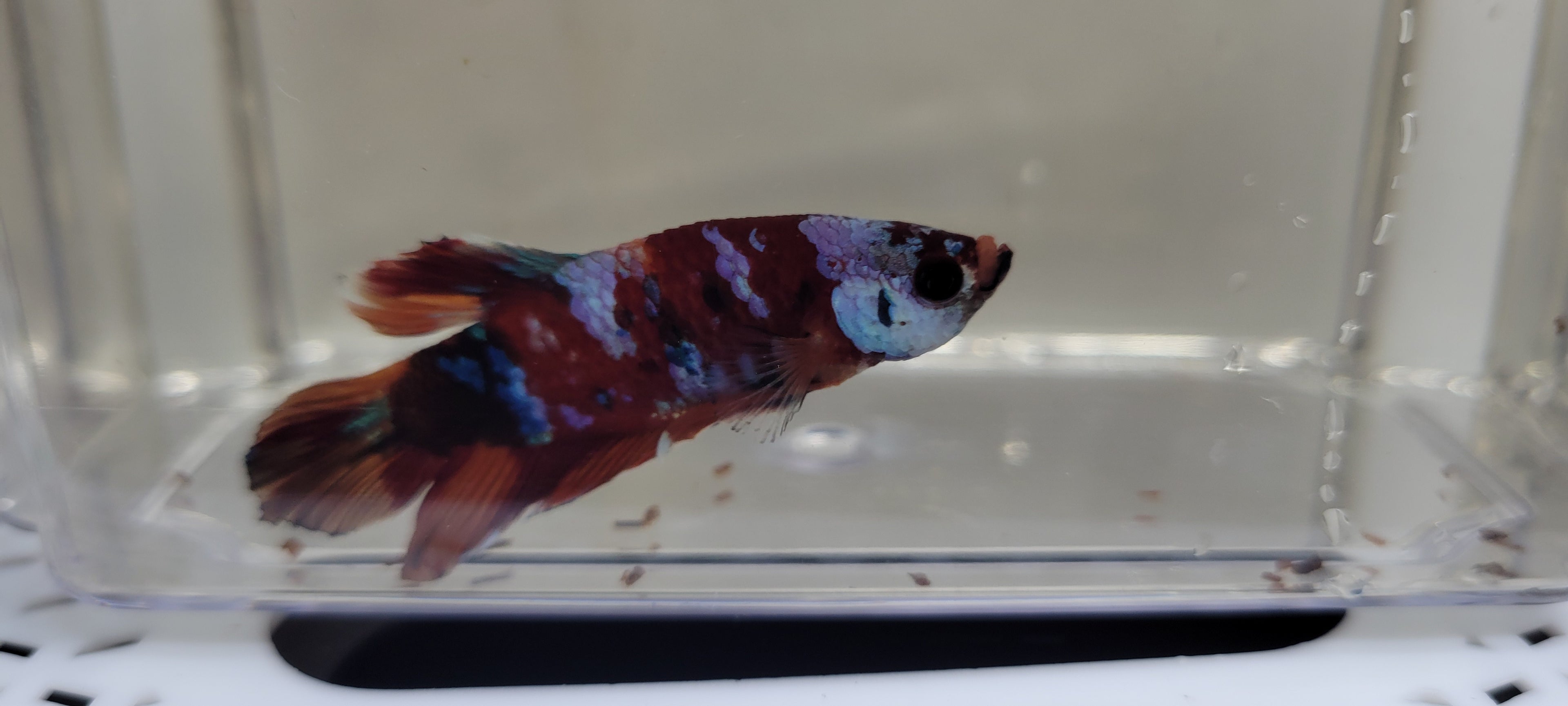 Betta Fish (B39) - Male Koi