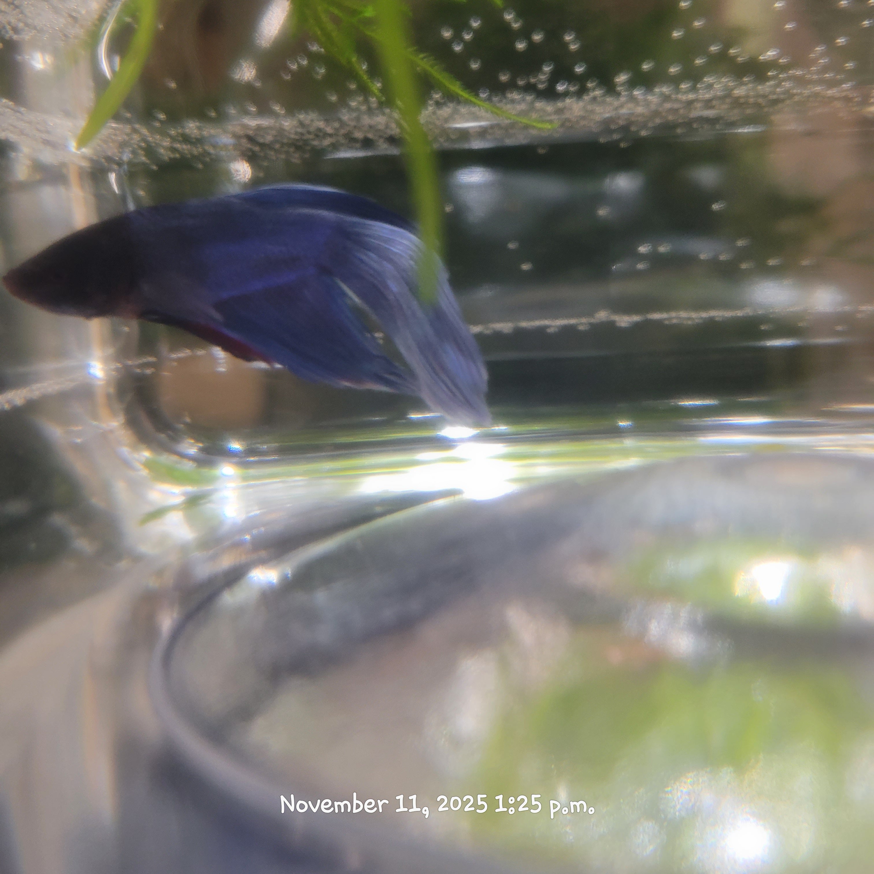 Betta Fish (Subject - B2)