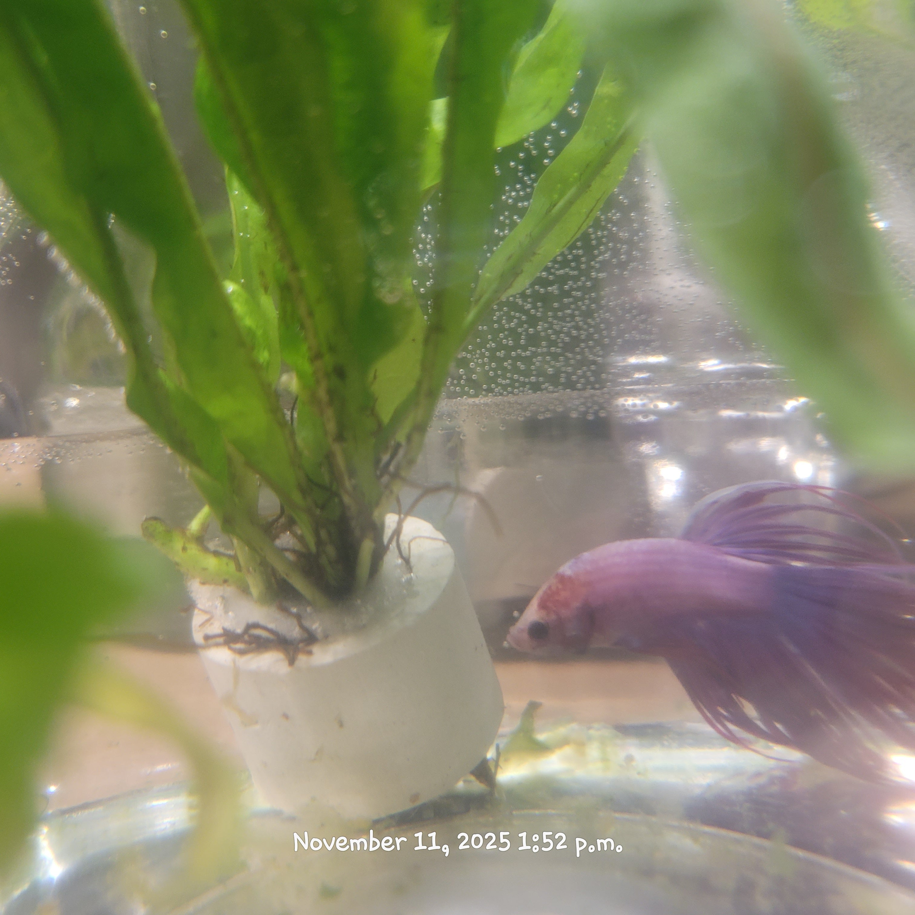 Betta Fish (Subject - B7)