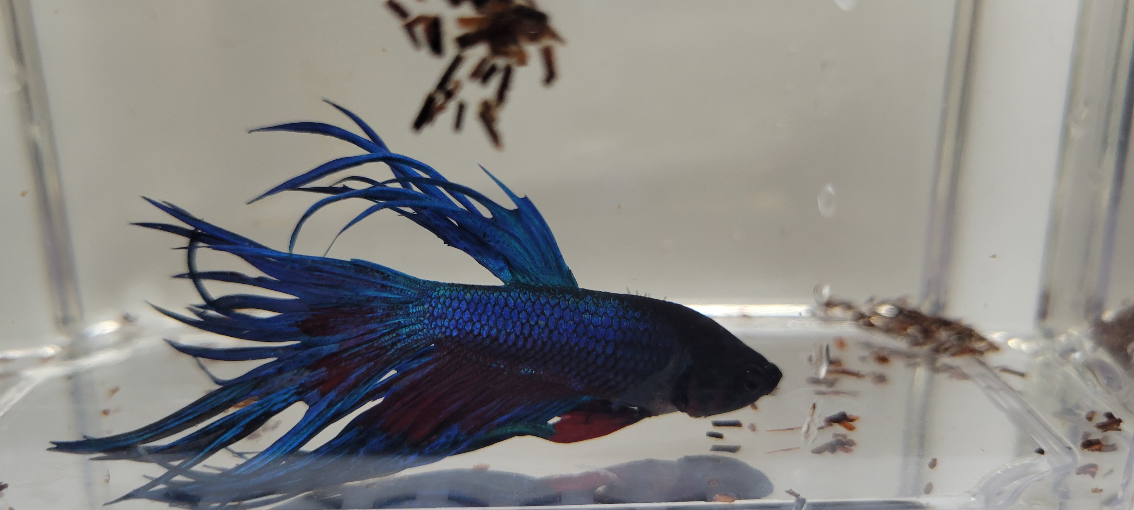 Betta Fish (B38) - Male Crowntail