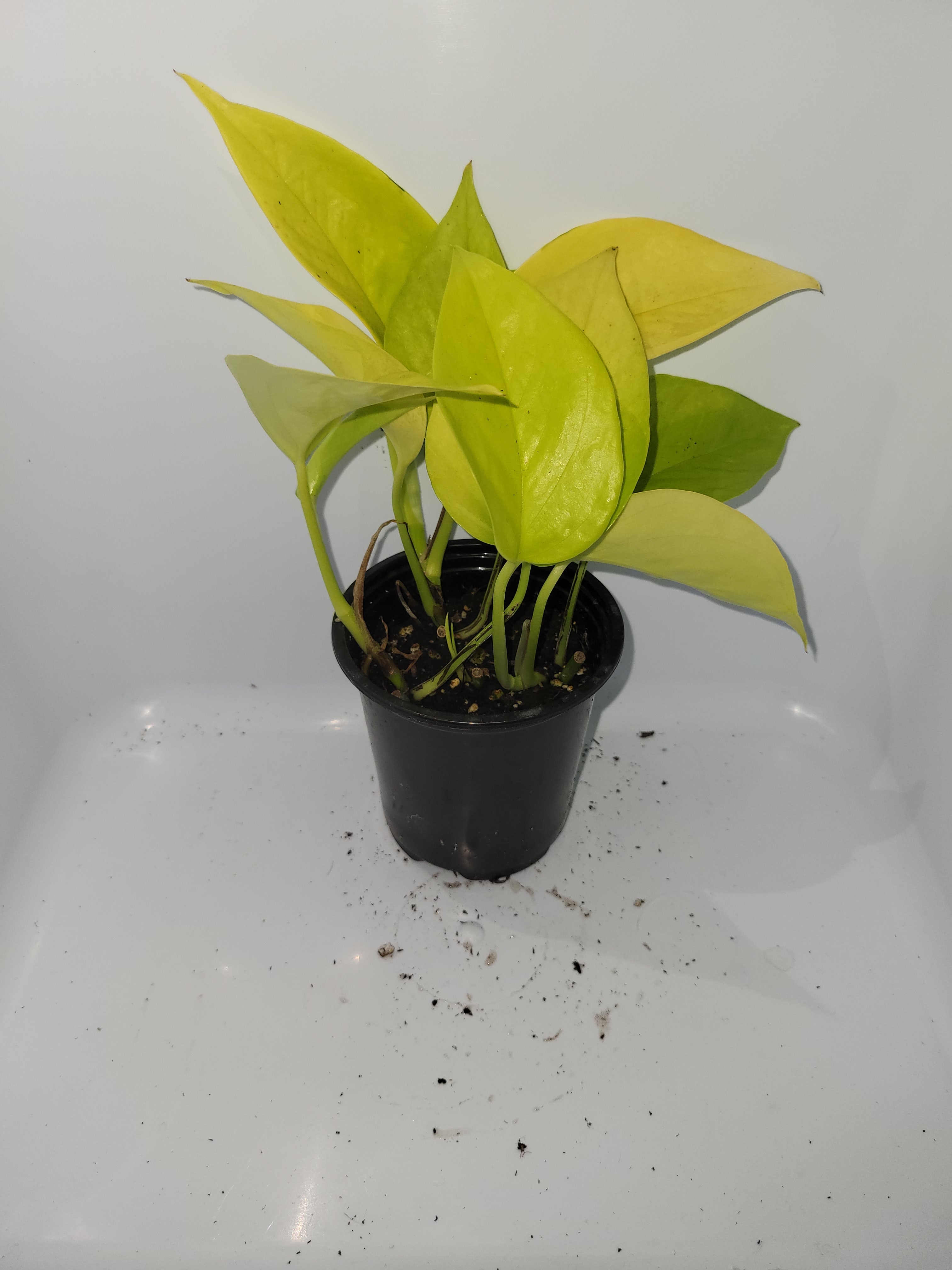 Pothos Neon
